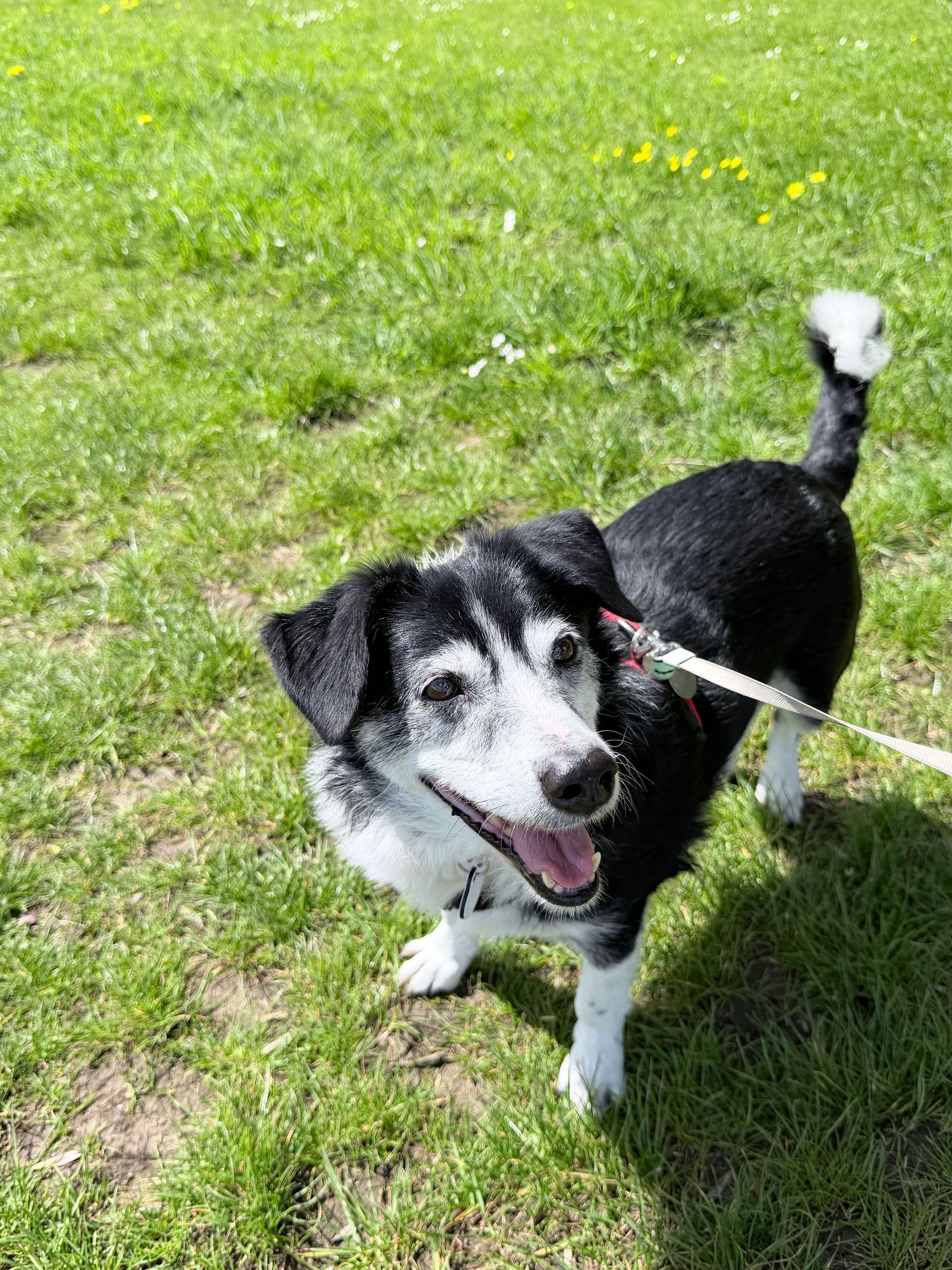 Black-and-white dog standing on grass, looking up with mouth open and tail raised.