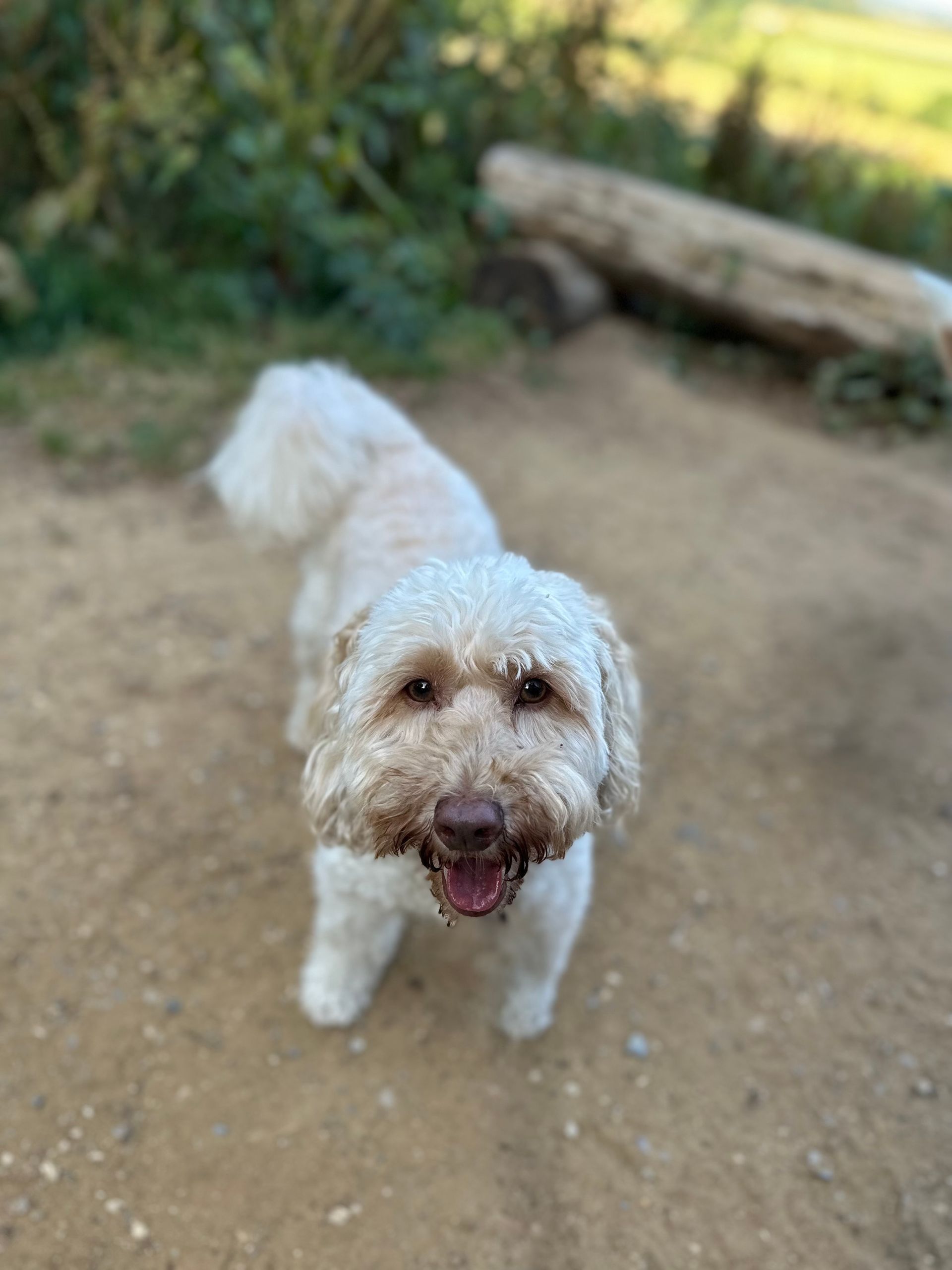 Small fluffy white dog standing on a dirt path, looking up with its tongue out.