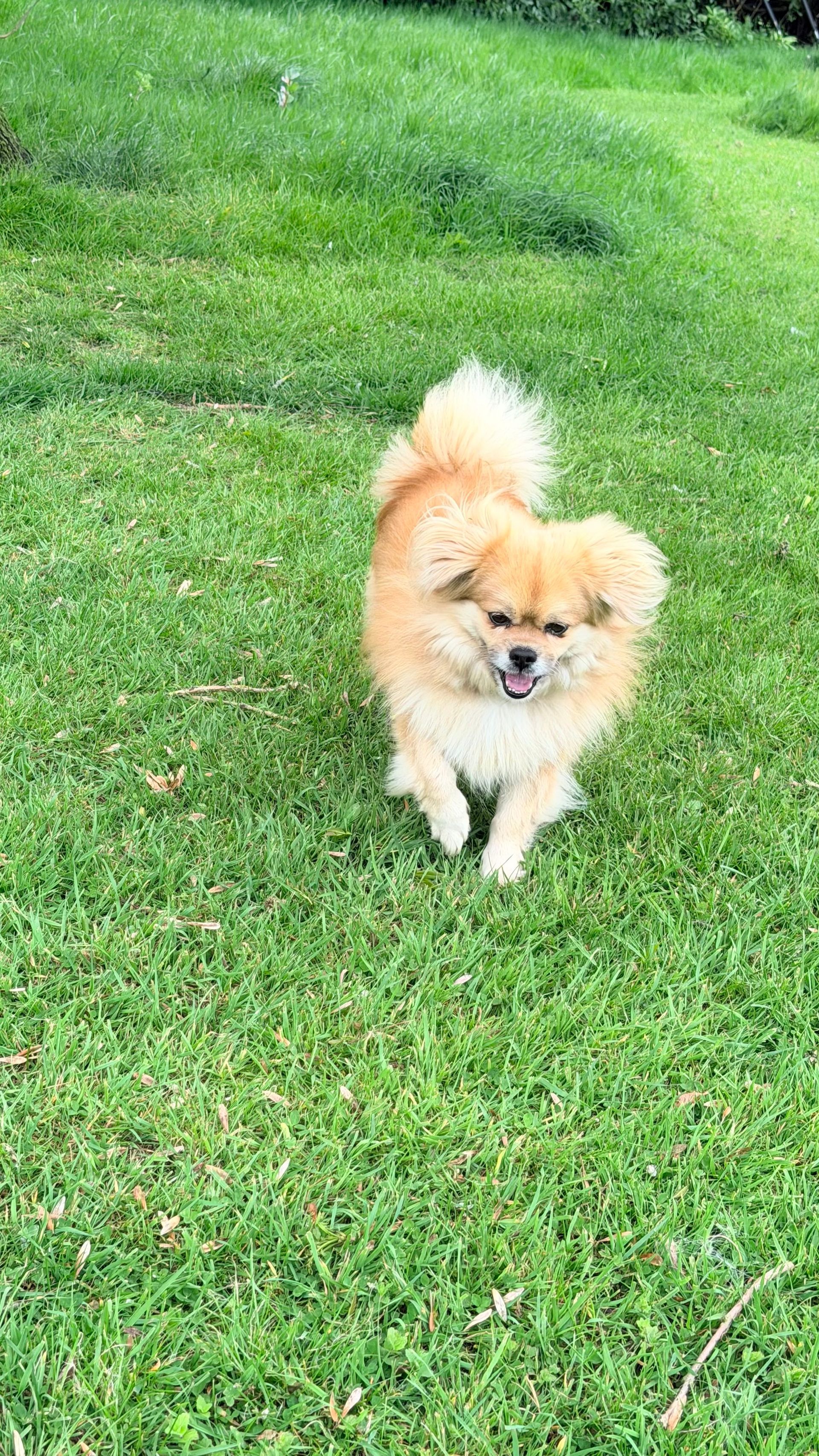 Small fluffy tan dog walking on green grass outdoors