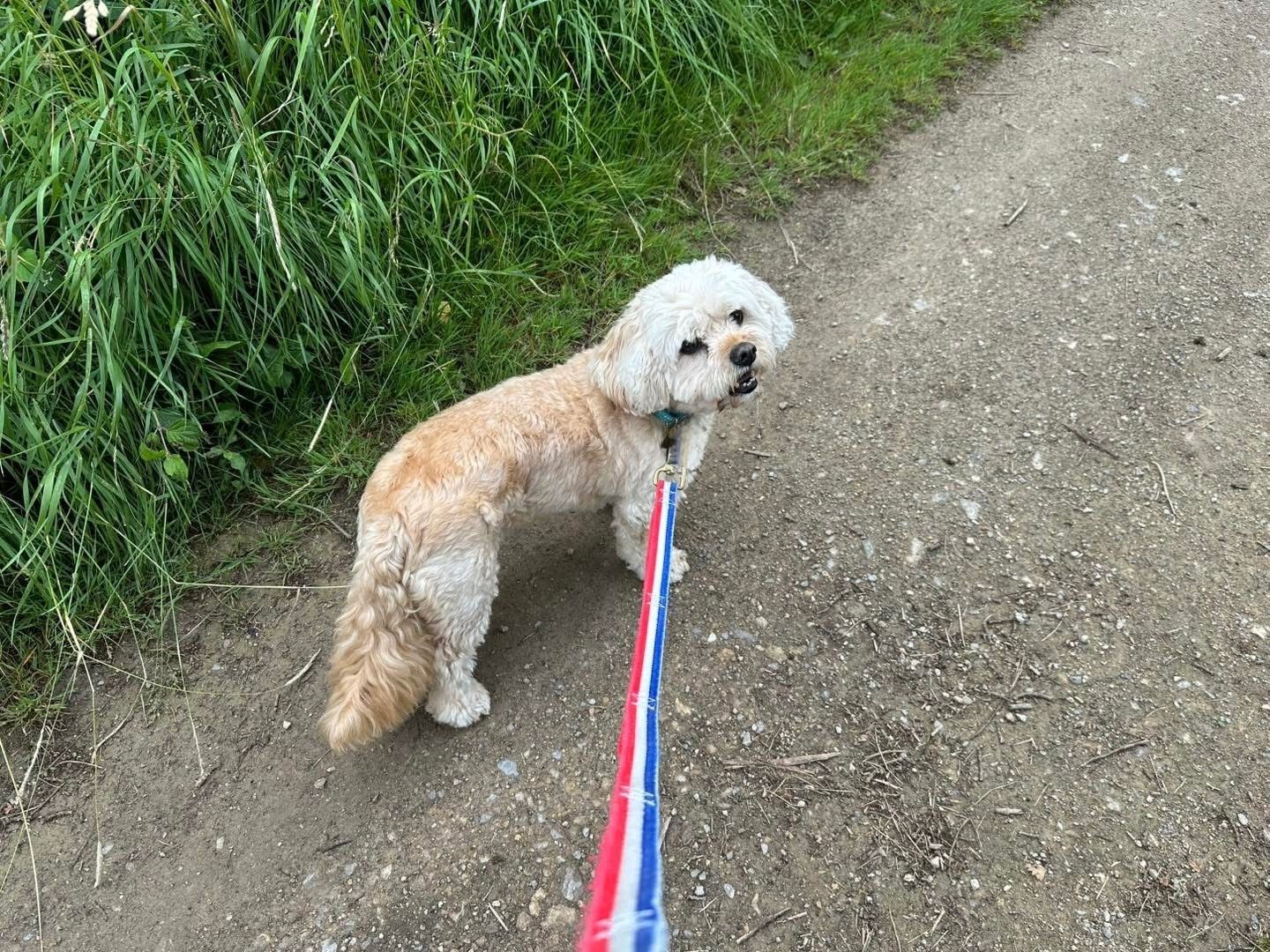 Small cream-colored dog on a leash standing on a dirt path beside tall grass