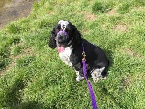 Black-and-white dog sitting on grass with a purple leash, looking at the camera.