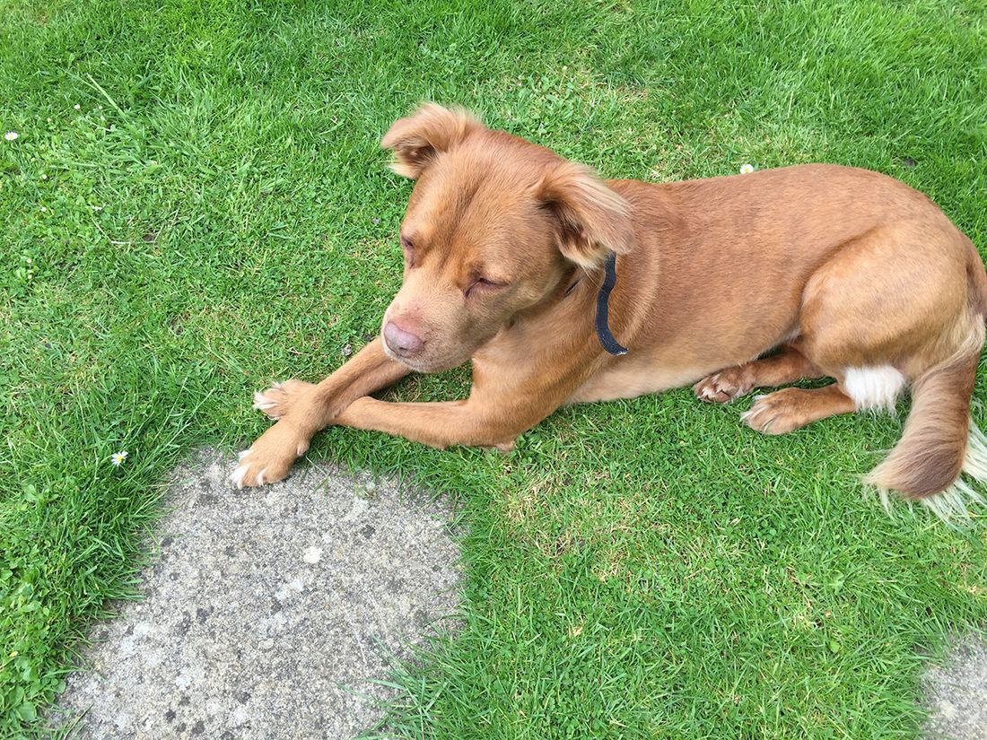 Brown dog lying on grass with one paw on a concrete patch
