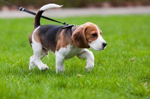 Beagle on a leash walking across green grass, tail raised