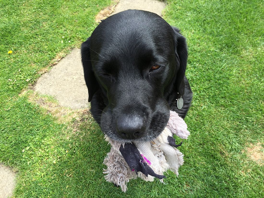 Black dog holding a plush toy on grass near a stone path