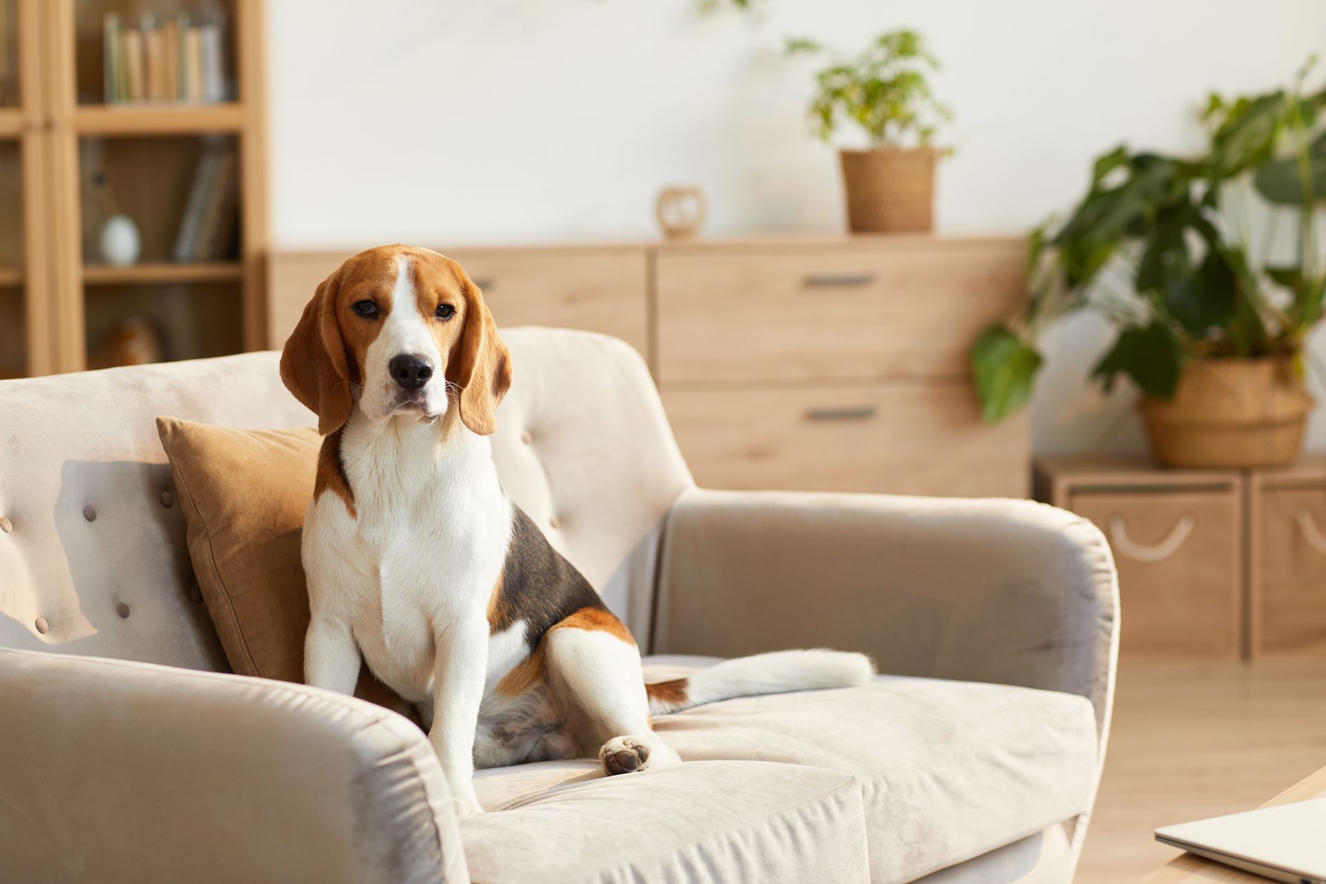 Beagle sitting on a beige armchair in a bright living room with plants and wooden furniture