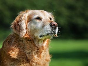 Golden retriever in sunlight, looking upward in a green outdoor setting