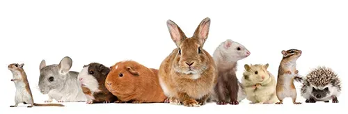 Assorted small pets lined up on a white background, including rabbits, a hamster, a guinea pig, and a hedgehog