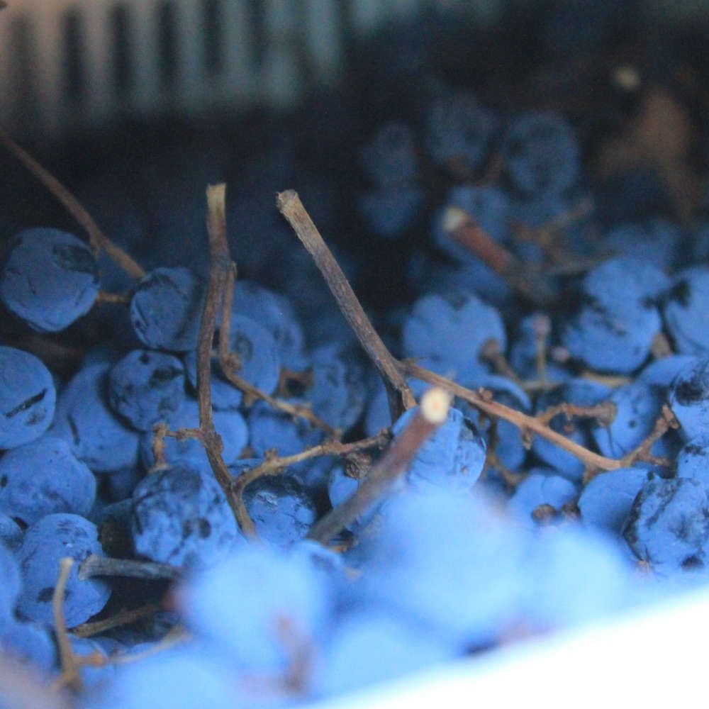 dried grapes to use for the famous Amarone wine in Valpolicella