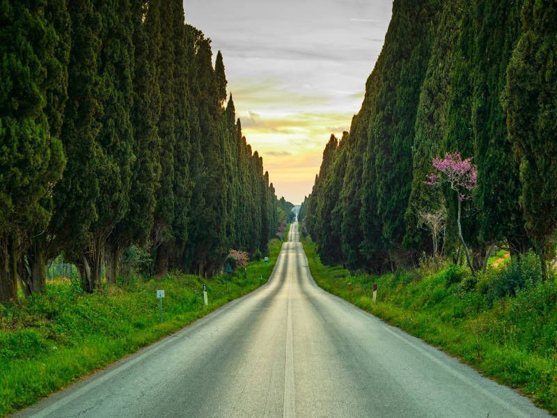 Die berühmte Straße nach Bolgheri und seine großartigen Weine und Weingüter
