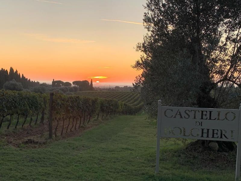 Weinberge des Weinguts Castello di Bolgheri
