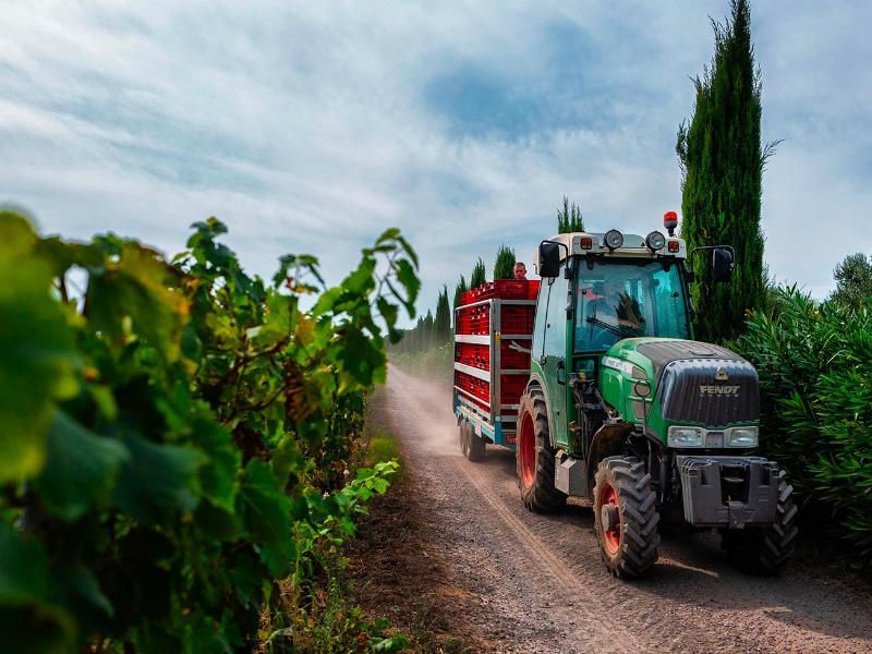 Bolgheri-Weinprobe im Weingut Le Macchiole