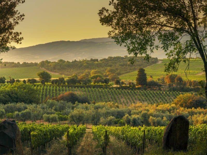 Atemberaubender Blick auf die Weinberge von Montalcino beim Weingut Giodo