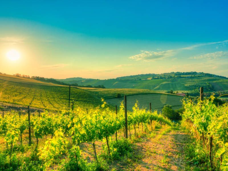 Weintouren und Weinproben in und um Montepulciano
