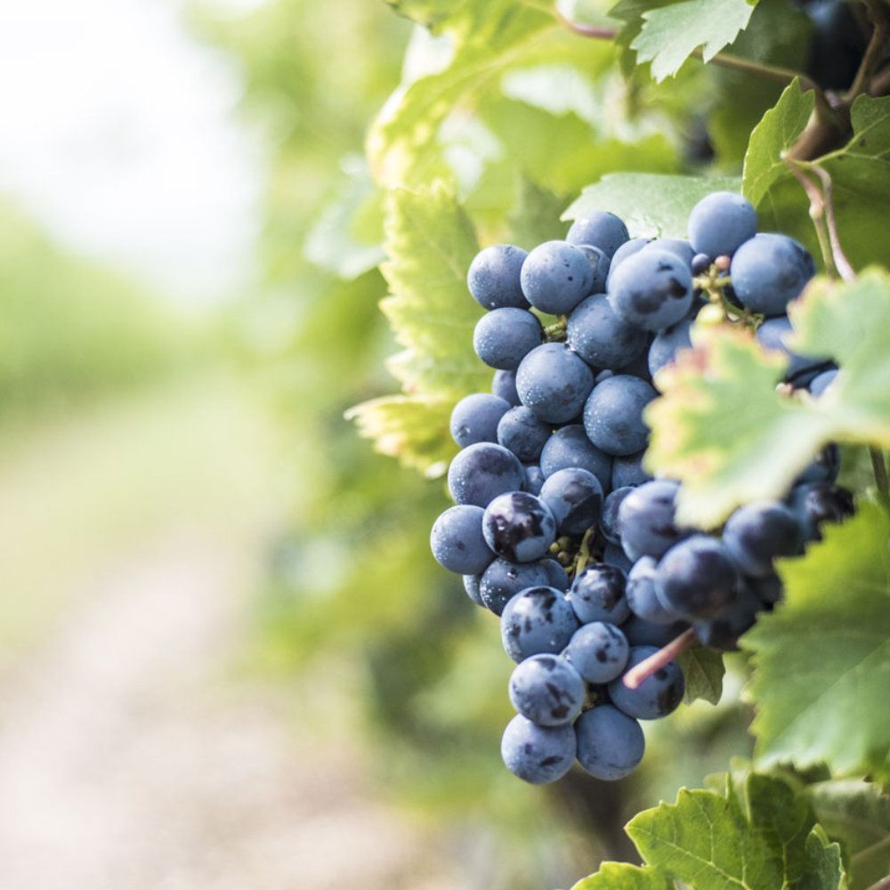 Nero di Troia grapes in Puglia - PugliaSveva