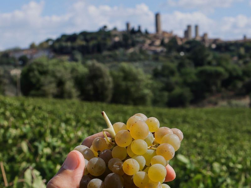 Weinberge und Trauben von San Gimignano