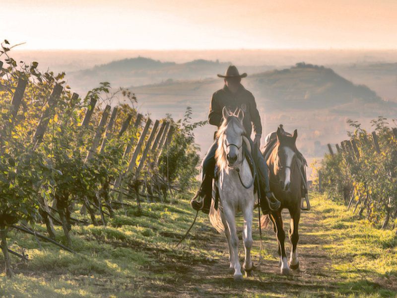 Horse riding in the vineyards of Soave