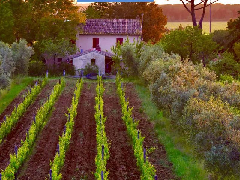 Bolgheri-Essens- und Weinprobe + Weinbergbesuch