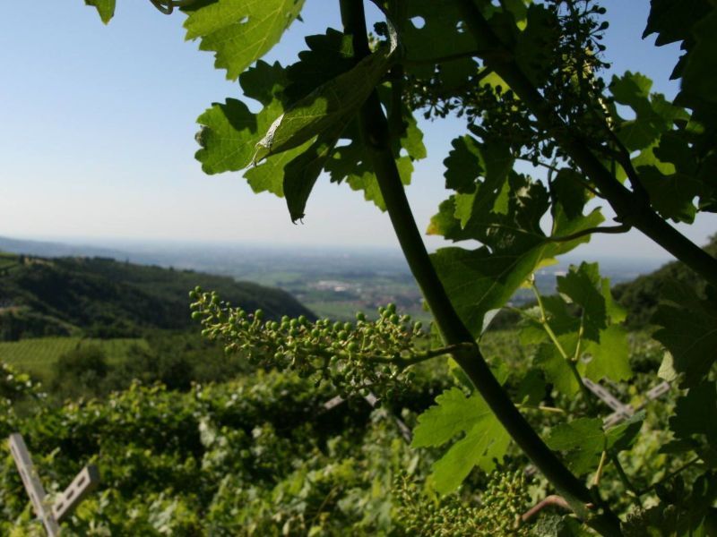 Wine tasting at Stefano Accordini - the highest winery in the Valpolicella Classico wine region
