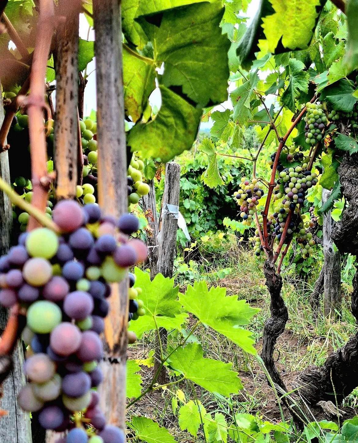 Viticulture in Sicily - photo by Visit Sicily