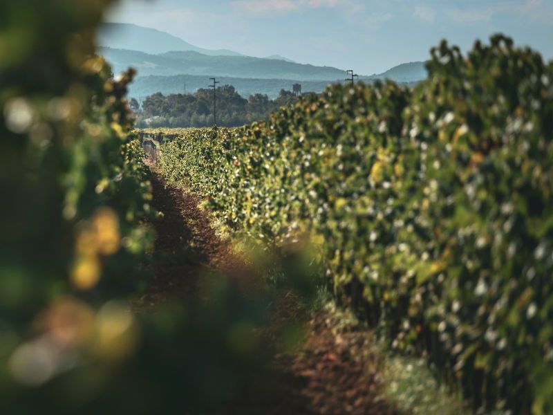Weinprobe in den Weinbergen von Alghero