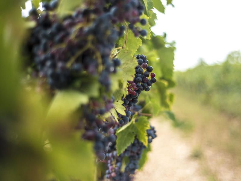 Weinproben in Apulien