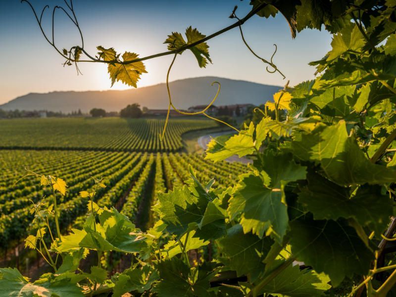 Die lombardische Landschaft bietet sich zum Beispiel für Weinproben in Franciacorta an.