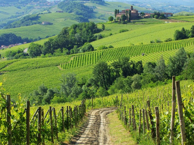 Weintourismus und Weinproben in der berühmten Region Piemont