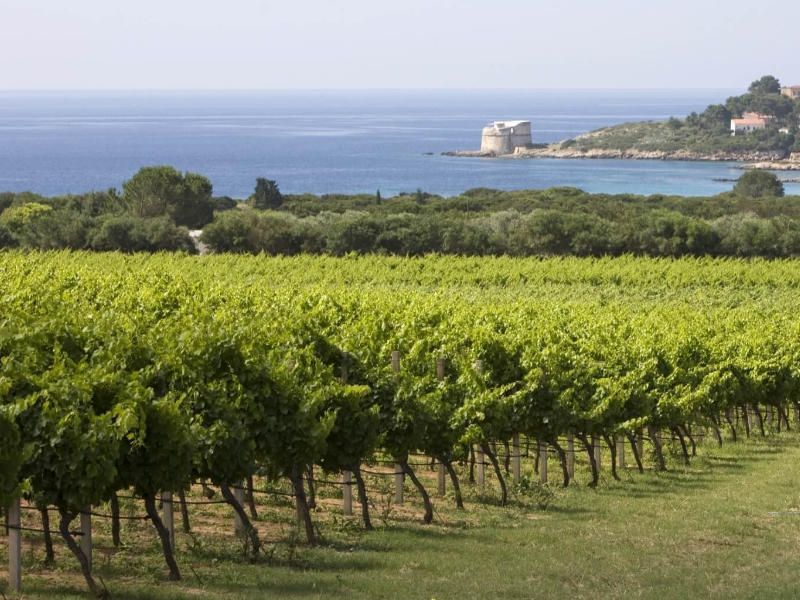 Weine entdecken bei Weinproben auf Sardinien