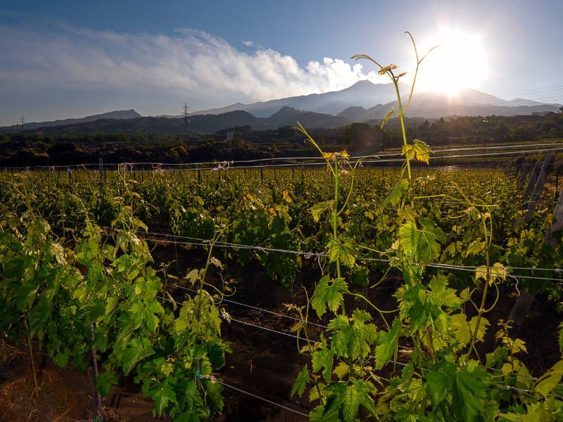 Weinregion Sizilien – ein großartiger Ort für exzellente Weine und Weinproben