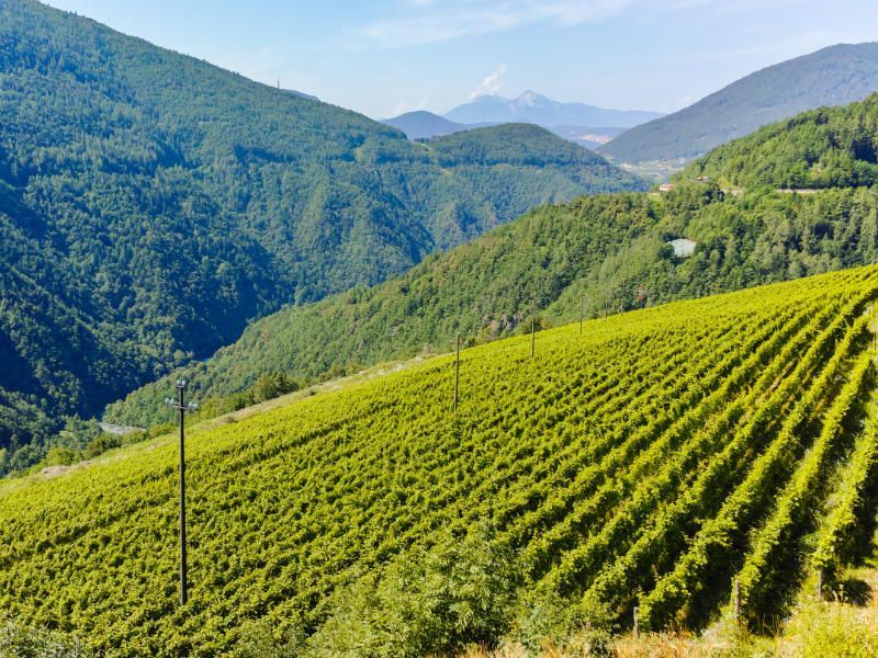 Wine region Trentino - Vineyards in the summer