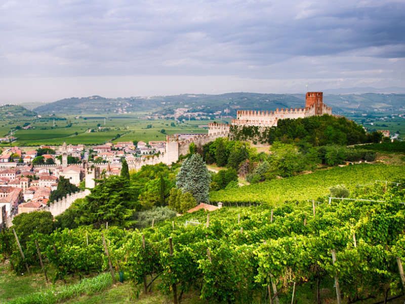 Weinbau in der Nähe von Soave in Venetien