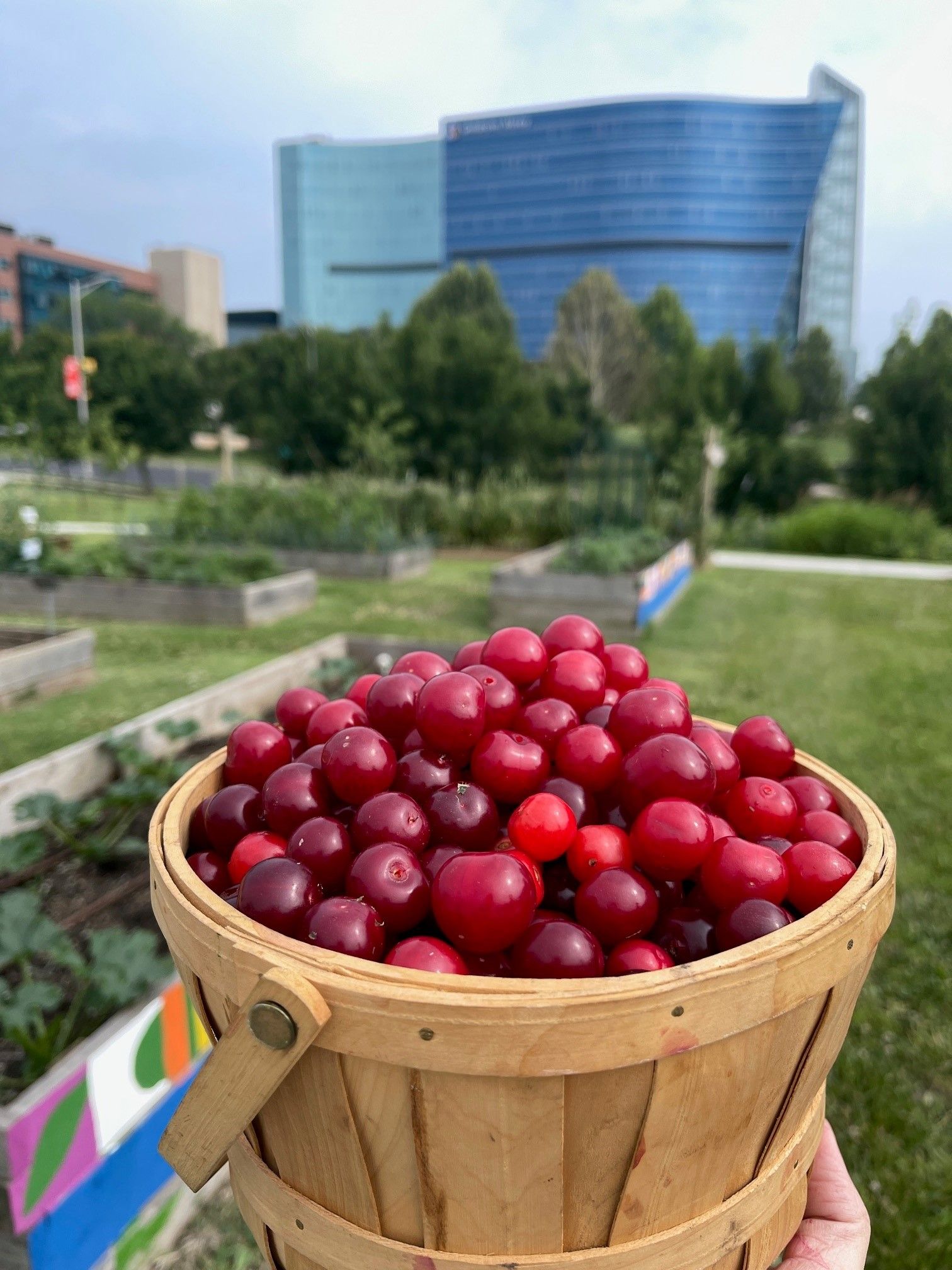 A hand holds a wooden basket overflowing with bright red cherries in front of a garden and a large, blue glass building.