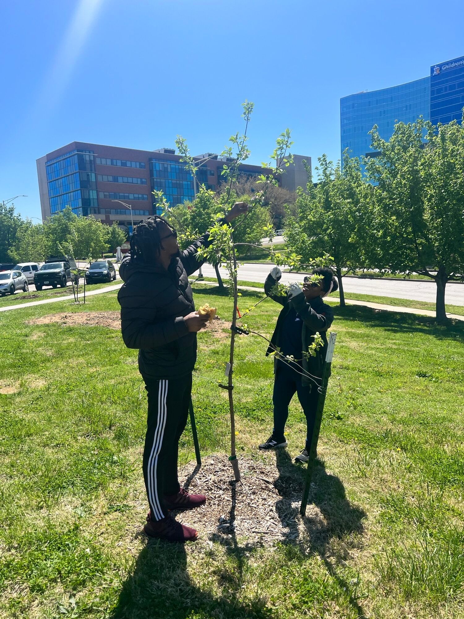 Two people tend to a young tree in a grassy area with office buildings in the background under a clear blue sky.