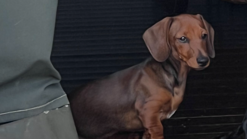 Dog Friendly Glamping in Leicestershire