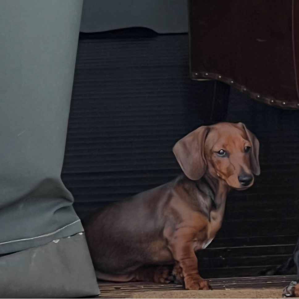 Dog Friendly Glamping in Leicestershire | The Dandelion Hideaway