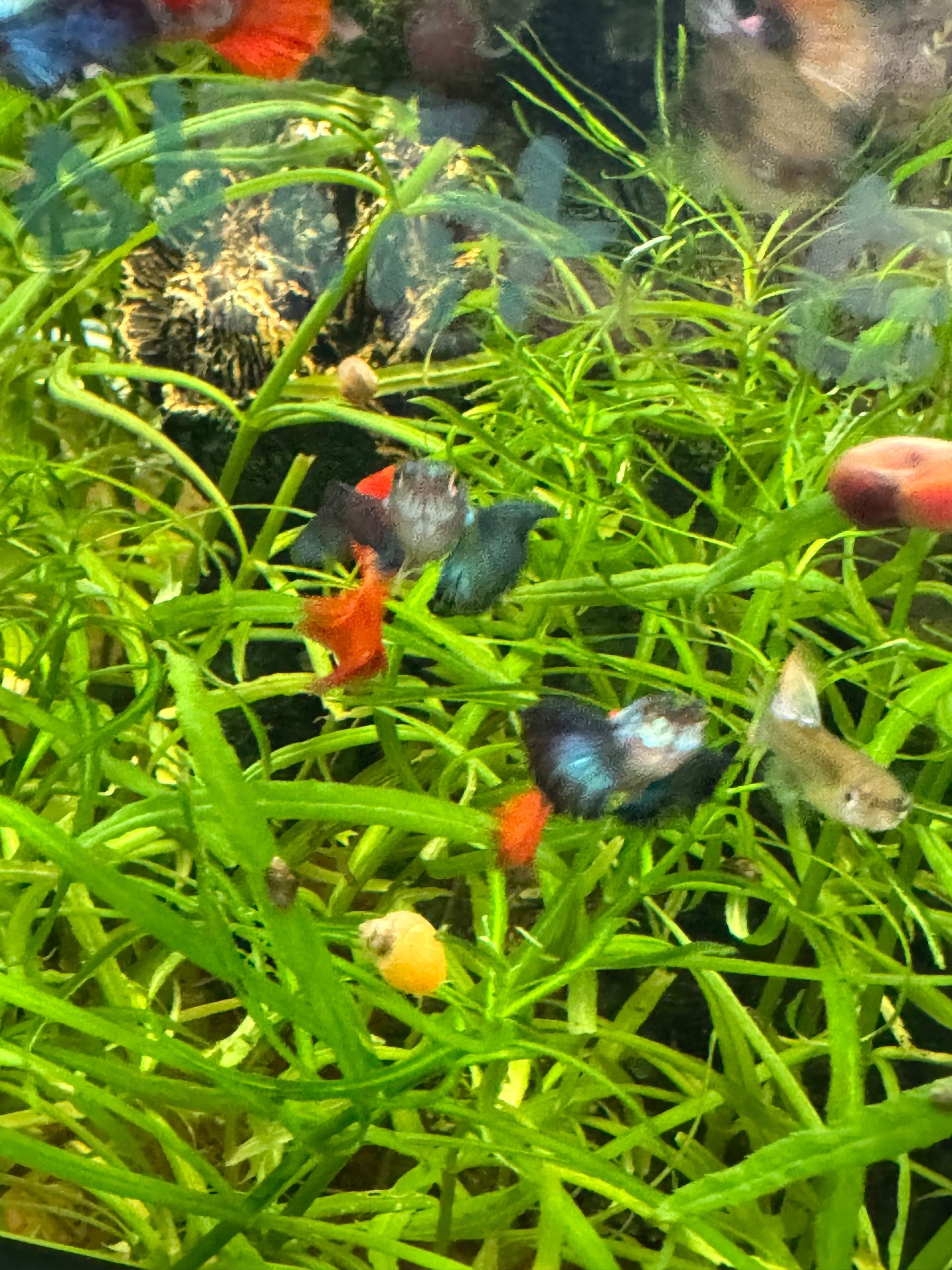 Male Red and Blue Premium Elephant Ear Guppy