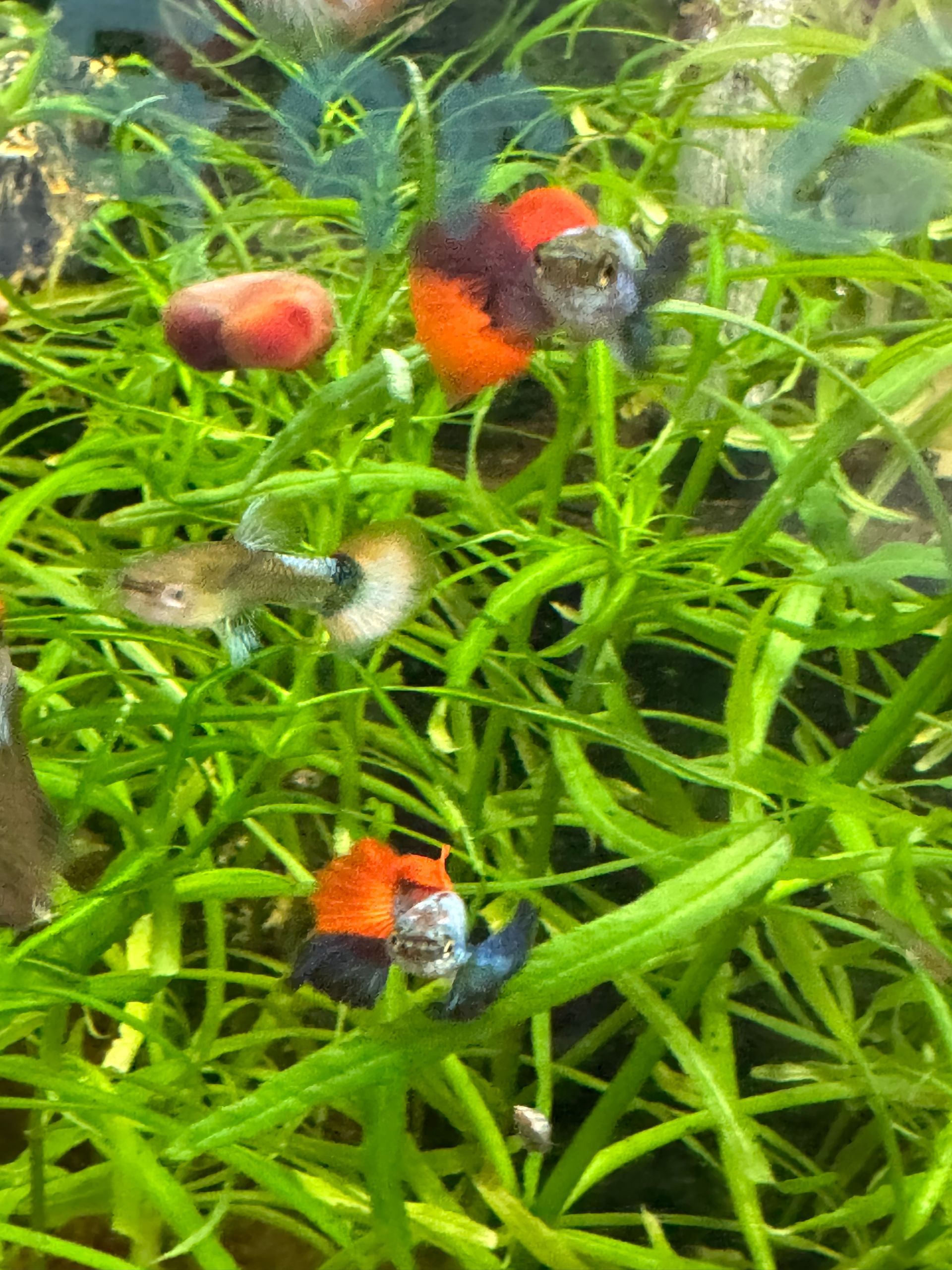 Male Red and Blue Premium Elephant Ear Guppy