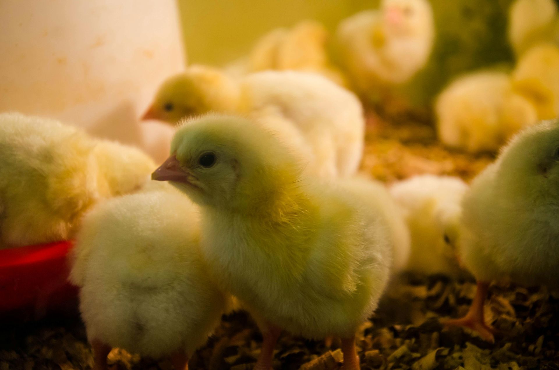 Un gruppo di piccoli pulcini gialli si stringeva l'uno all'altro in un ambiente caldo e chiuso, con trucioli di legno sul pavimento.