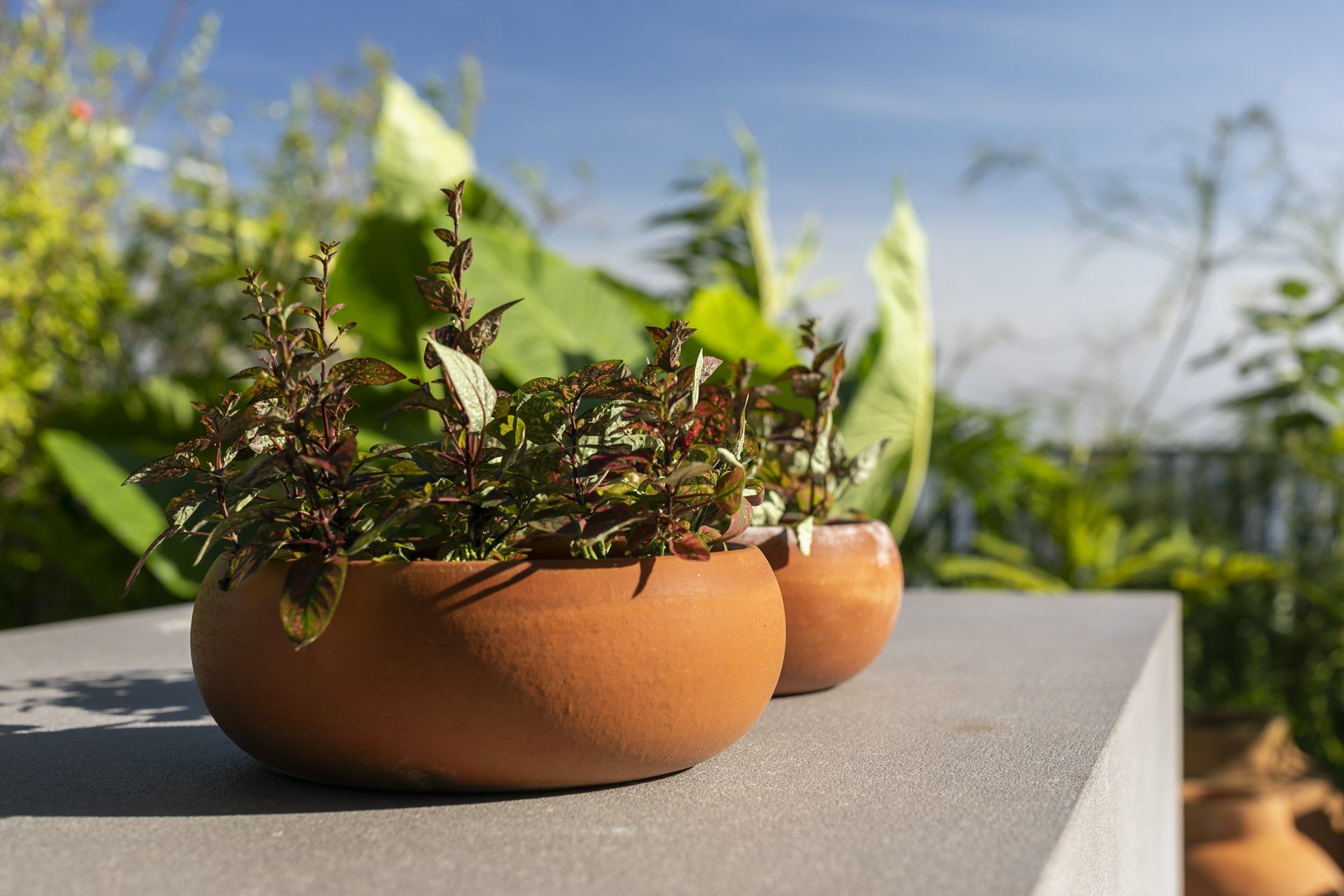 Uma fileira de vasos de plantas em cima de uma saliência de concreto.