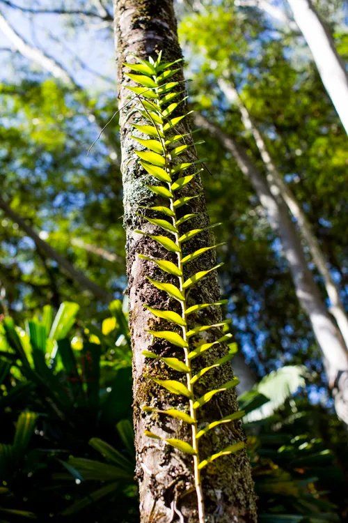 Uma planta está crescendo ao lado de uma árvore na floresta.