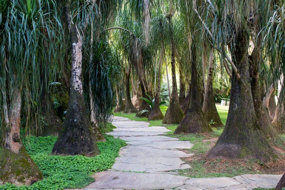 Um caminho no meio de uma floresta verdejante.