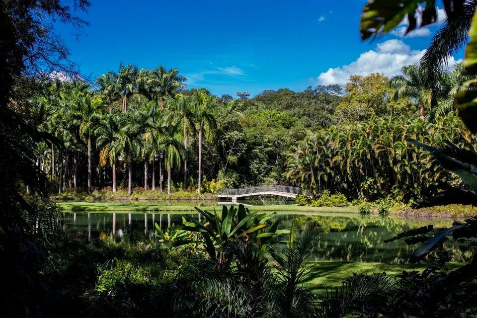 Uma ponte sobre um lago no meio de uma floresta verdejante.