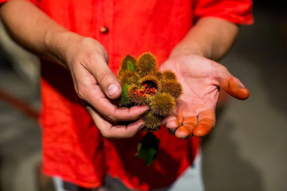 Uma pessoa de camisa vermelha está segurando uma flor nas mãos.