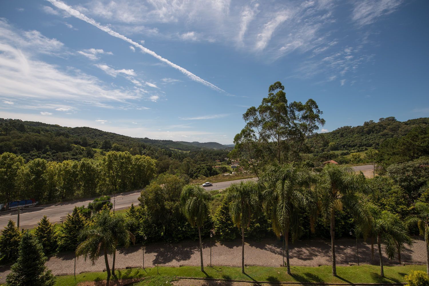 uma vista de uma floresta verdejante com árvores e uma estrada.