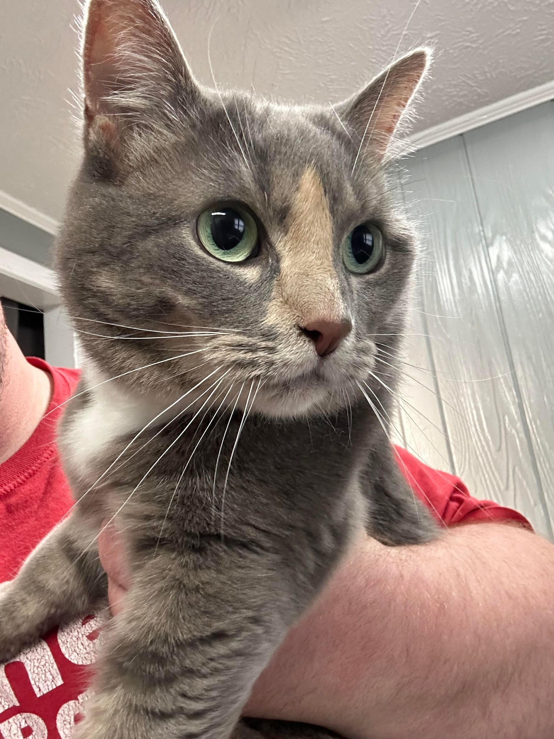A person is holding a calico cat in their arms.