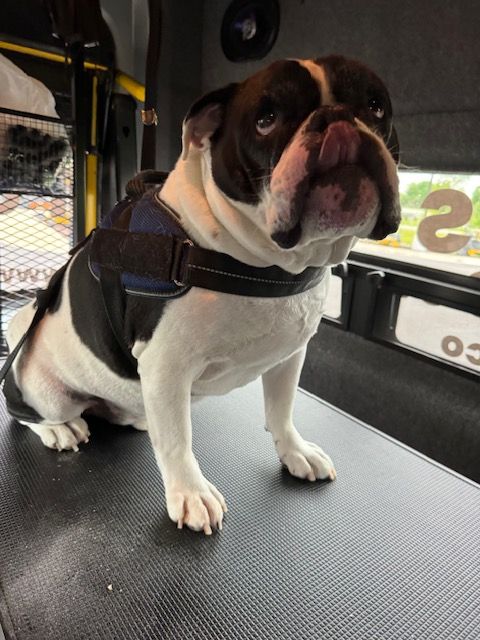 A black and white dog wearing a harness is sitting on a table