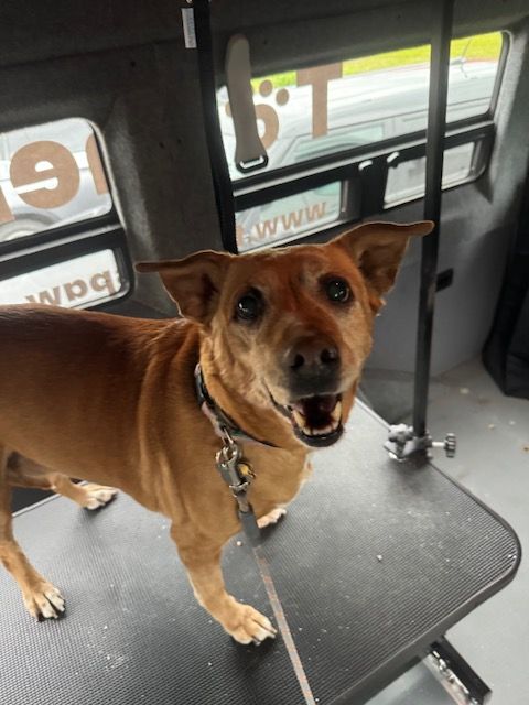 A brown dog is standing on a table in front of a window with the letters t on it
