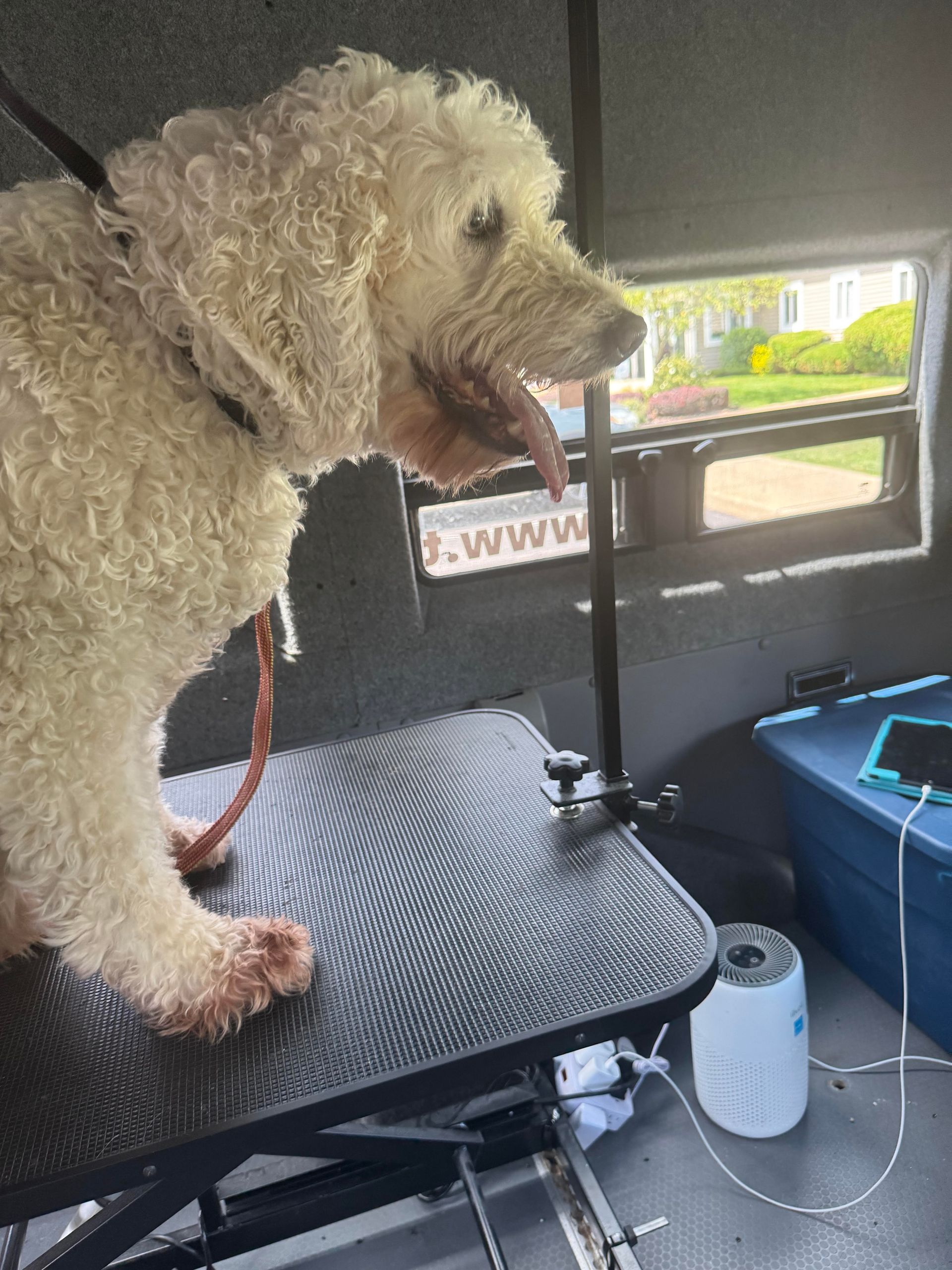 Dog Nail Trimming & Grooming | Topher's Paw Co. | MI