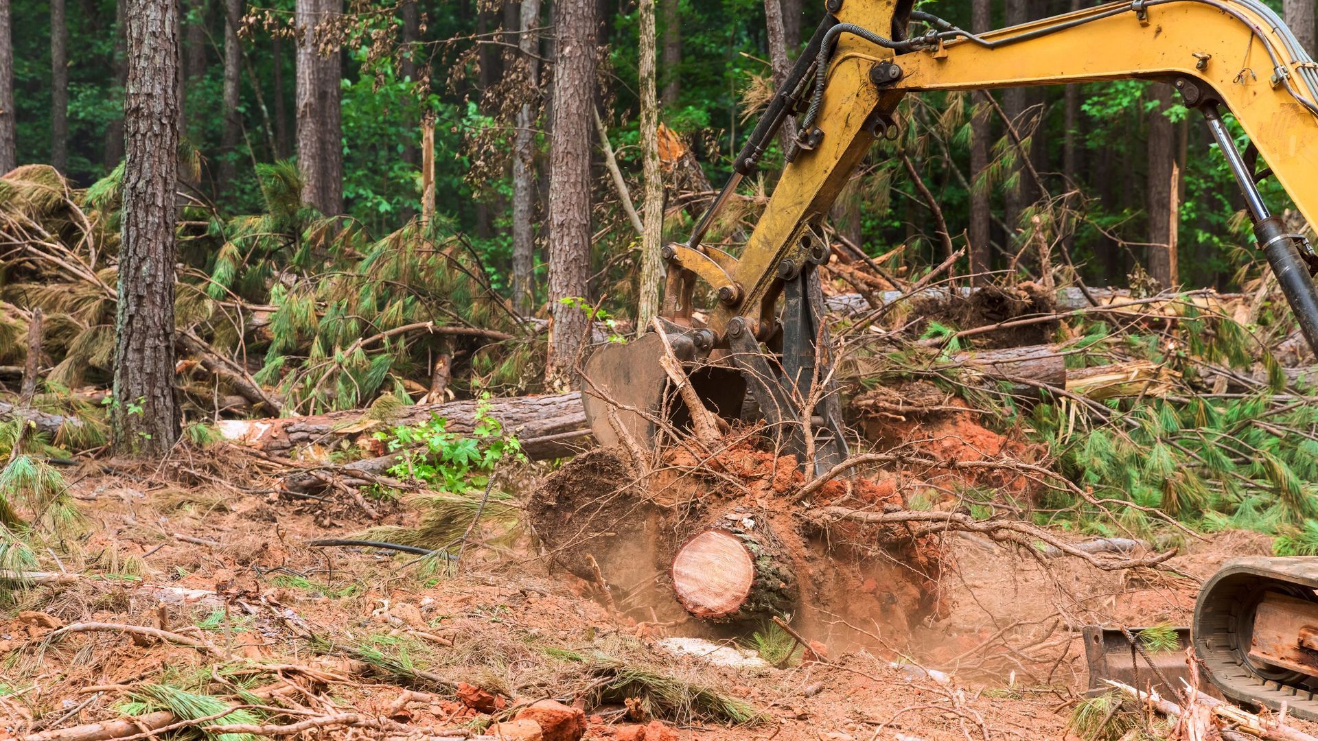 Yellow excavator uprooting a tree in a forest, clearing the land.