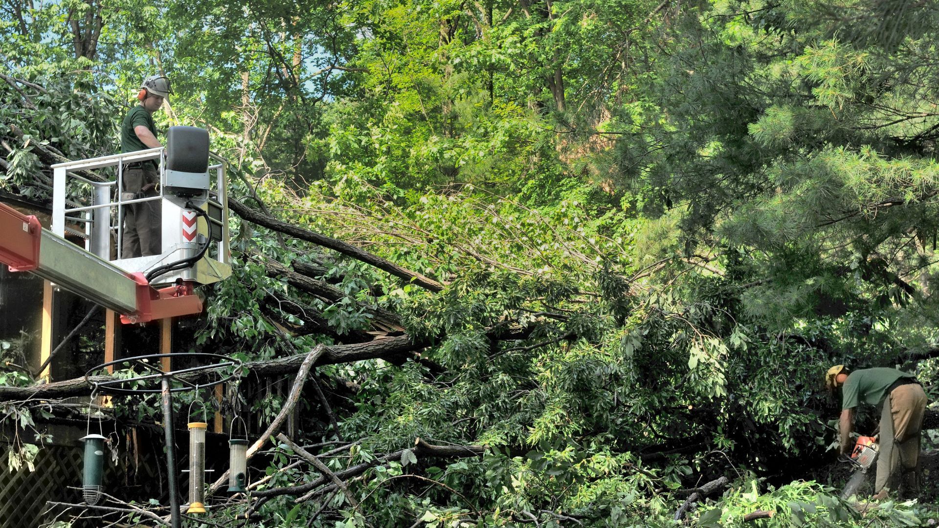 Tree workers using a lift and chainsaw to remove fallen tree branches in a sunny outdoor setting.